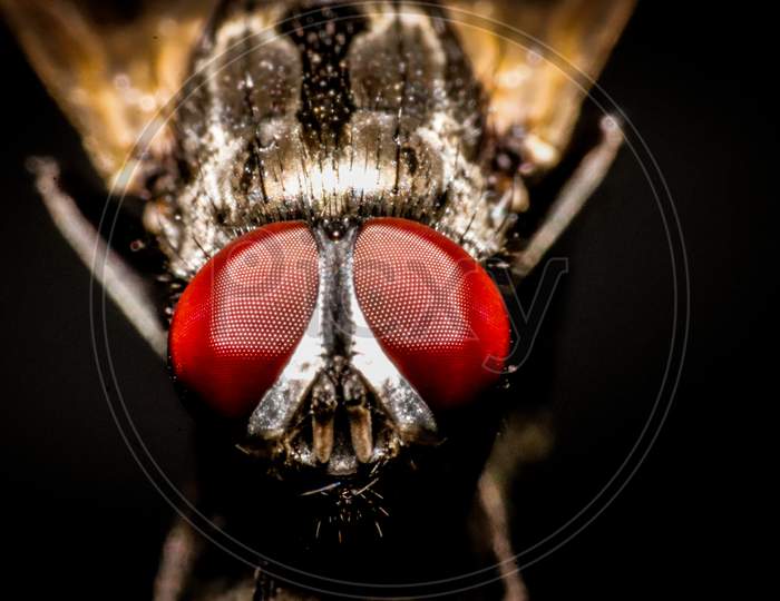 Red Eyes of House fly