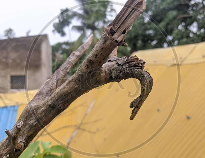 A dead branch of a live tree
