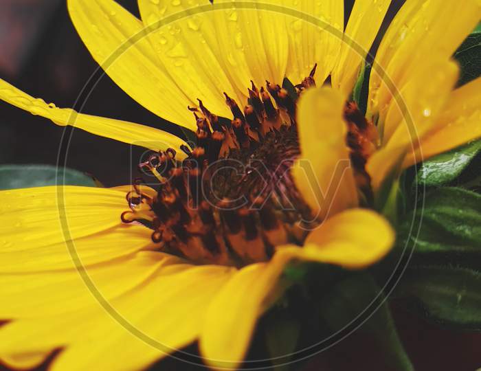 Sunflower after rain