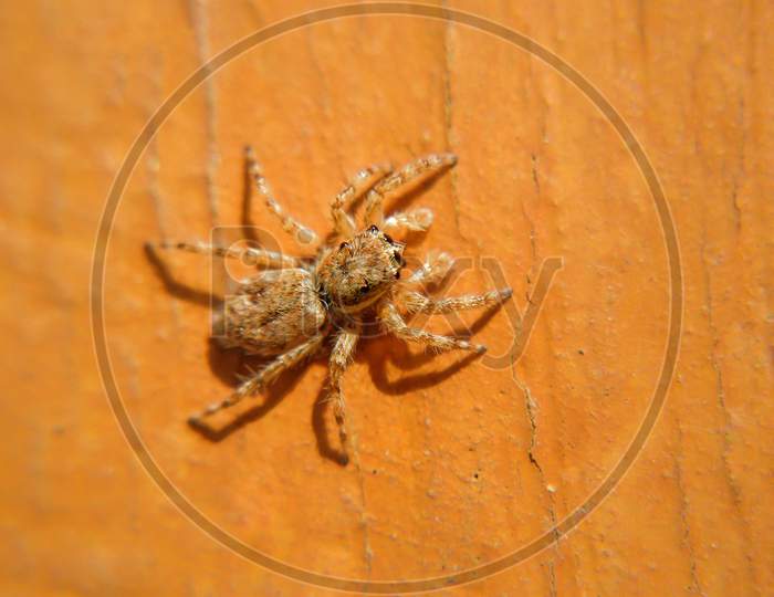 Close up of Golden colour spider.