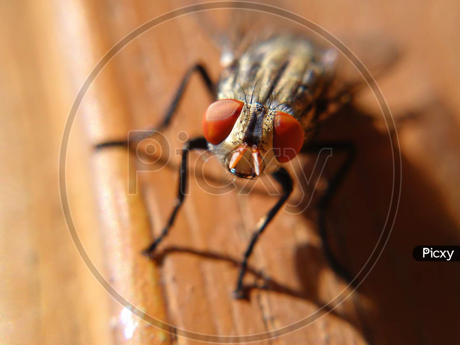 Extremely close up of home fly head.