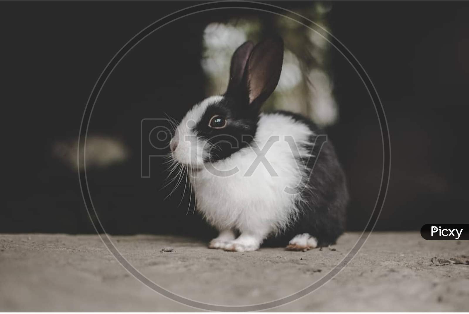@Rabbit