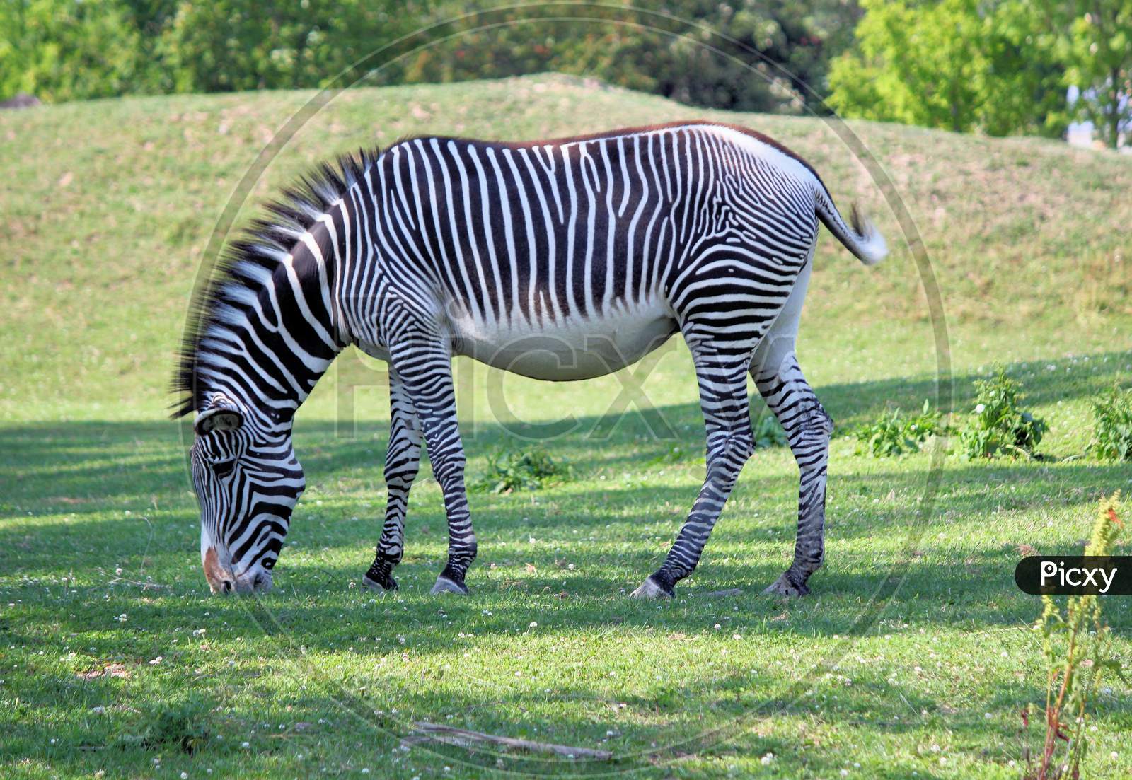 zebra on the grass field