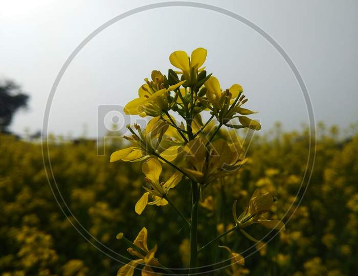 yellow mustard flowers on blue sky background