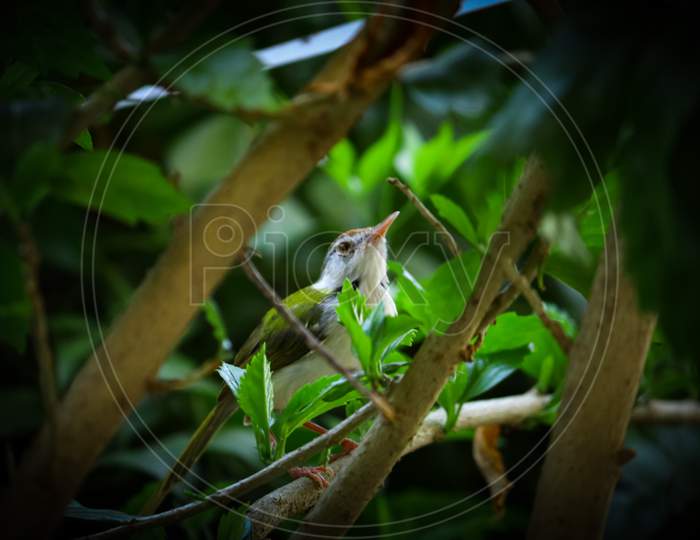 A bird in between tree leaf and branches.