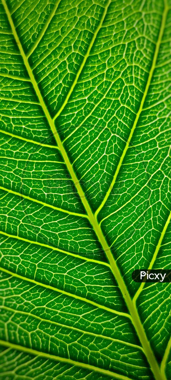 Leaf close up, macro photography of leaf