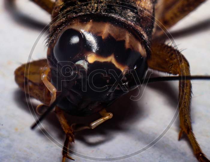 Acheta domesticus,  the house cricket