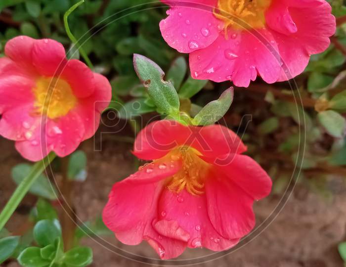 Pink color flower