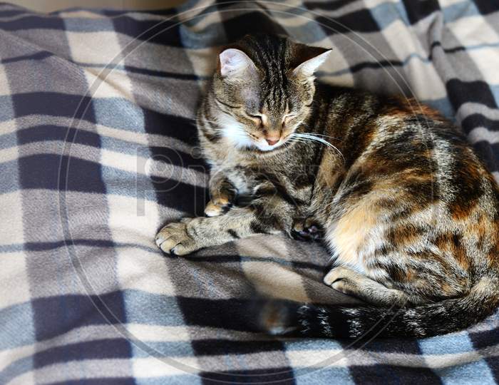 Tabby striped domestic cat