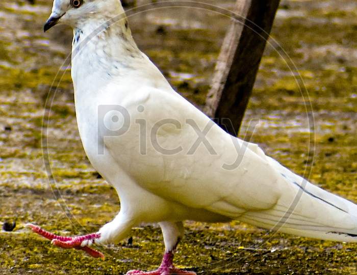 White Pegeon bird Massakali