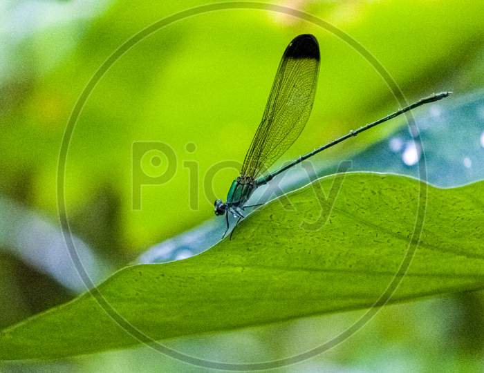 Dragonfly on leaf
