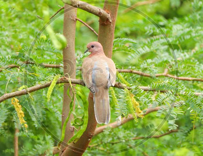 Laughing dove(spilopelia senegalensis)