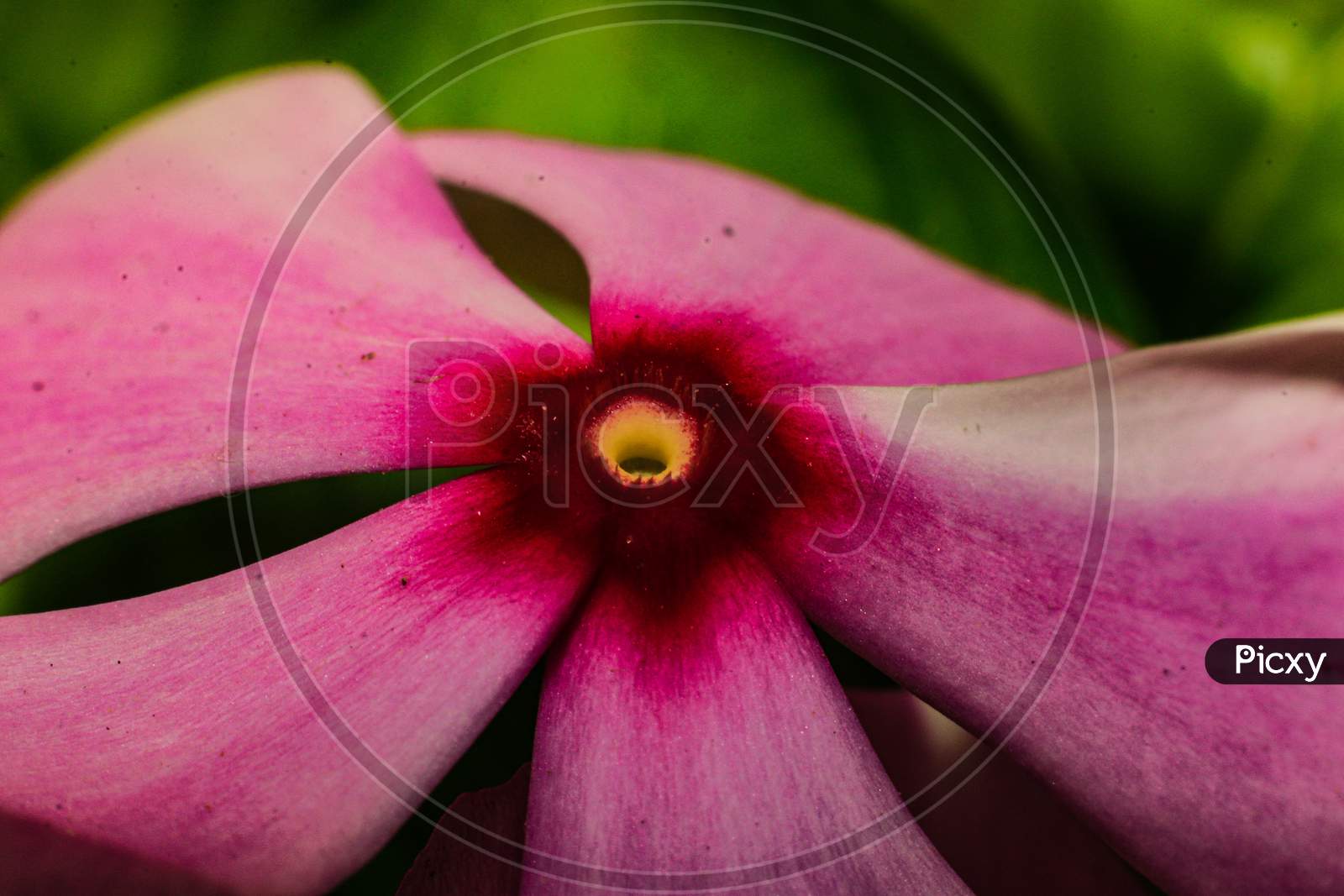 Pink flower close-up shot