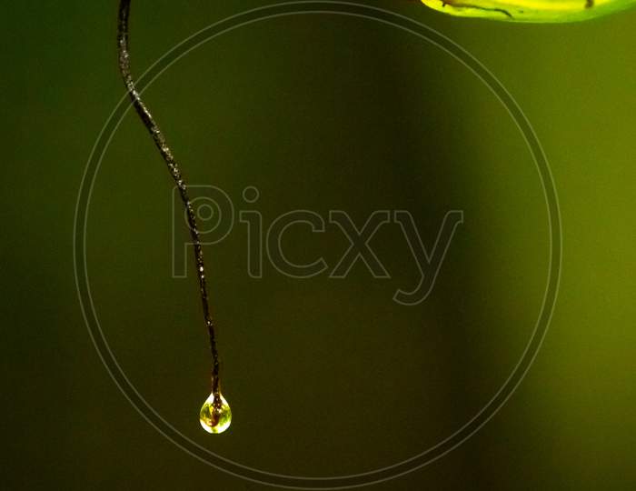 Fine Art Photography - Water Art. Water Droplet On Green Leaf. Rain Water Drop On The Edge Of The Tree Leaf.