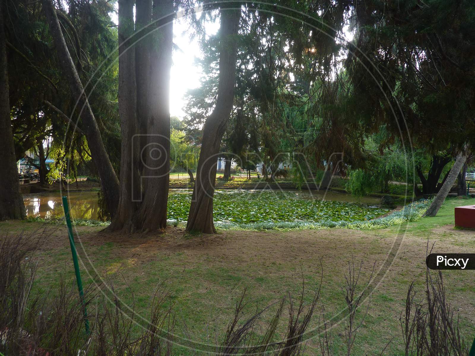 Ooty Botanical Gardens