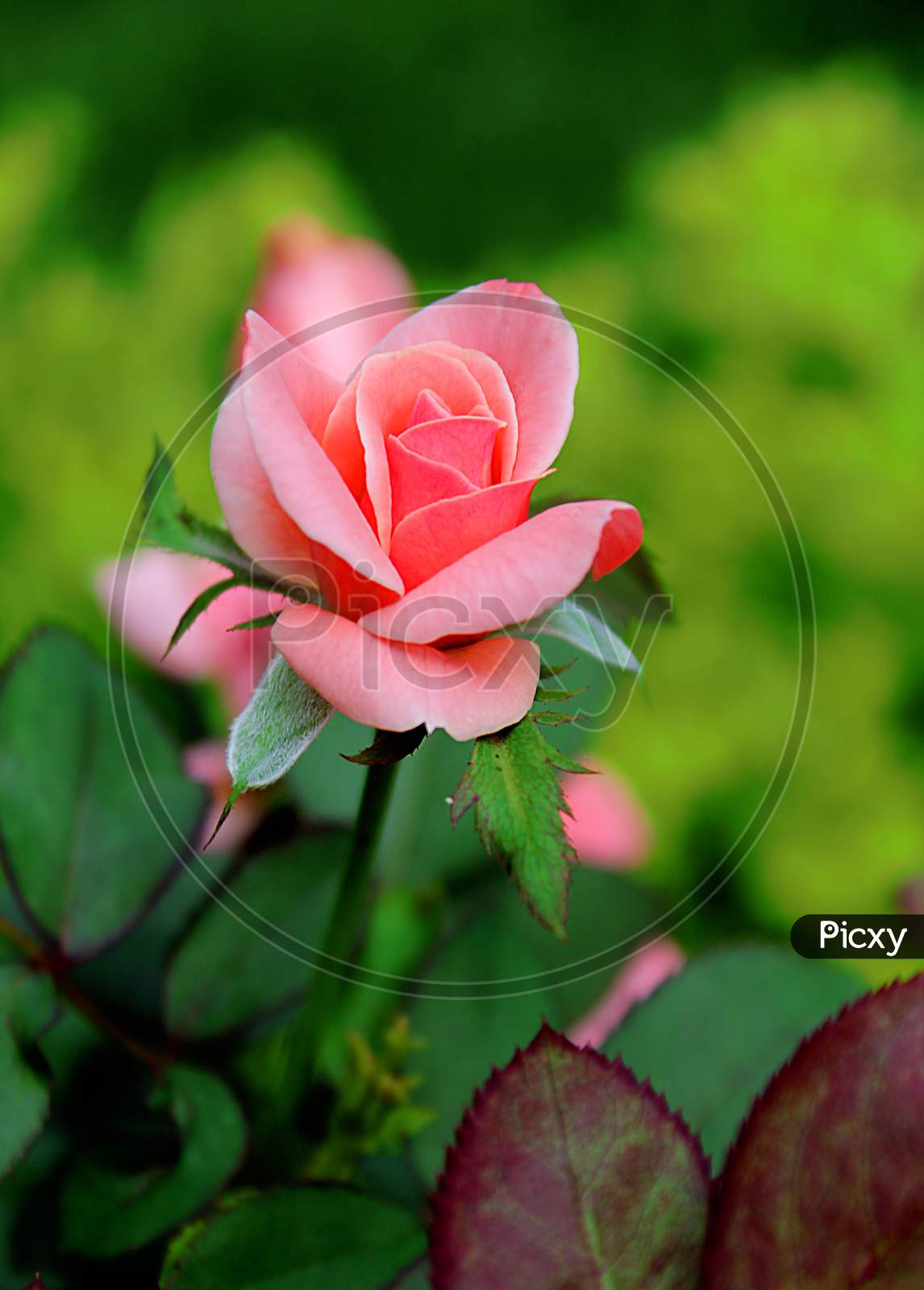 rose symbol of love