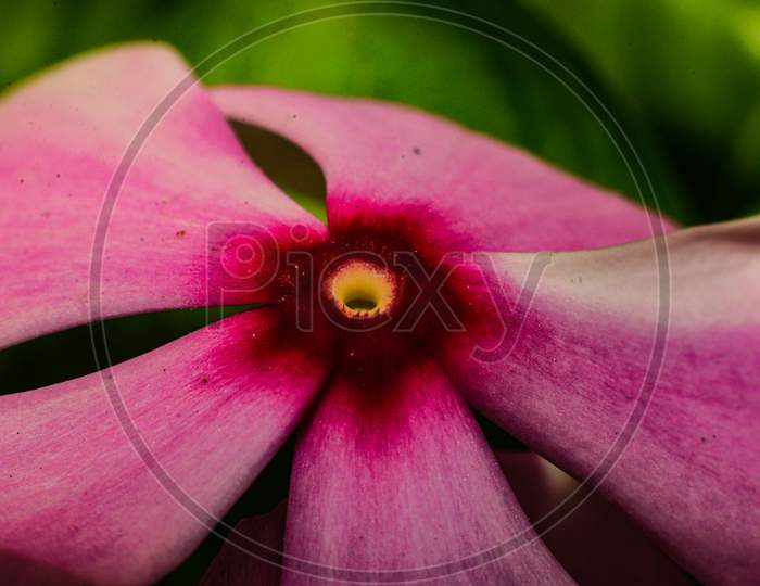 Pink flower close-up shot
