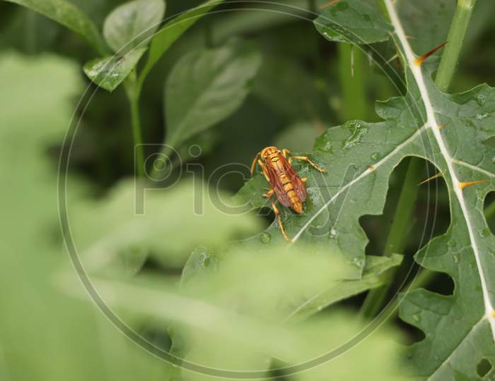 Insects, macro photography,