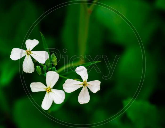 Beautiful white flower with green leaf an bud with a green background