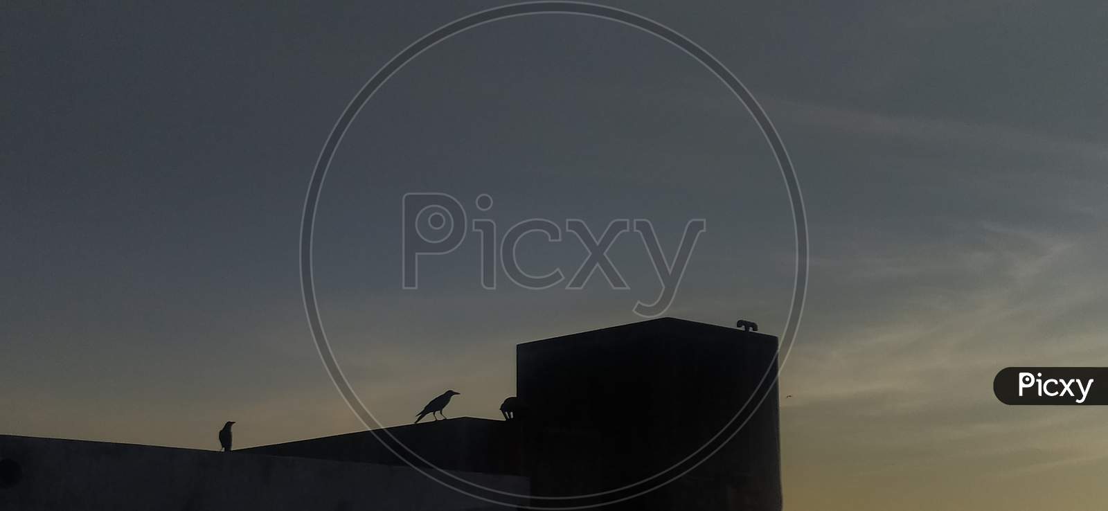 Silhouette Photography of crow