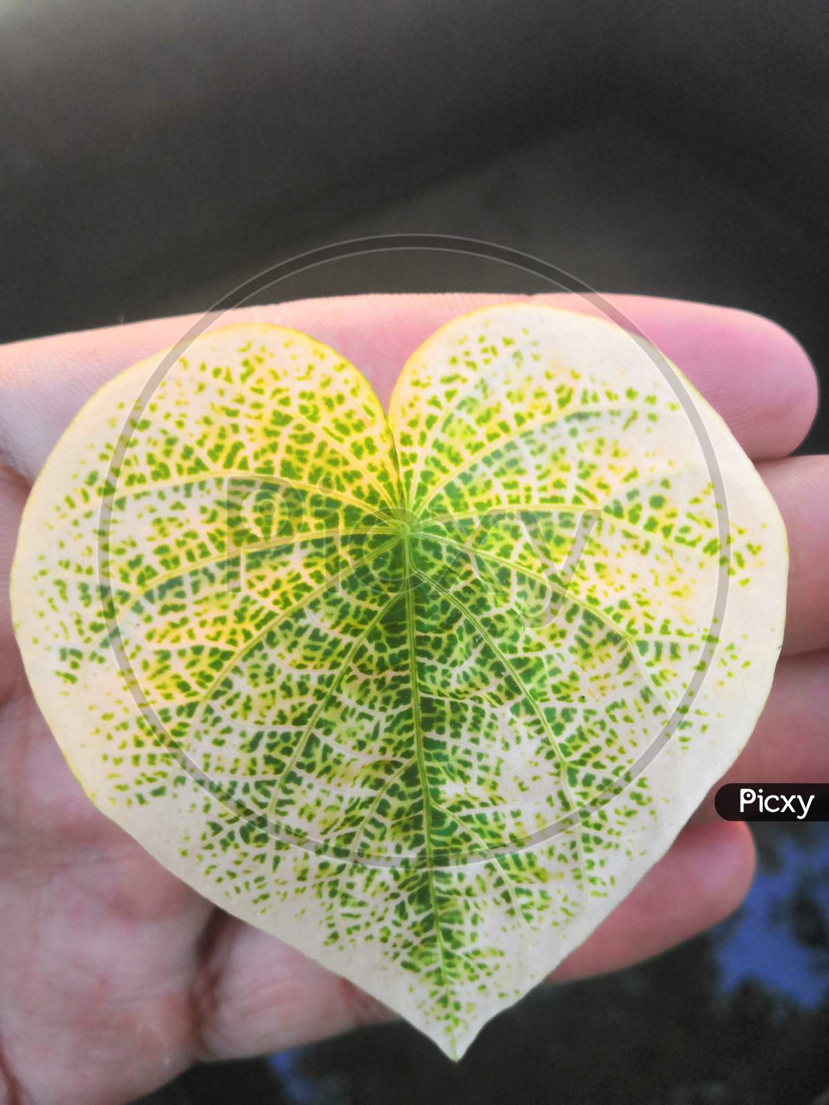 Heart shape leaf