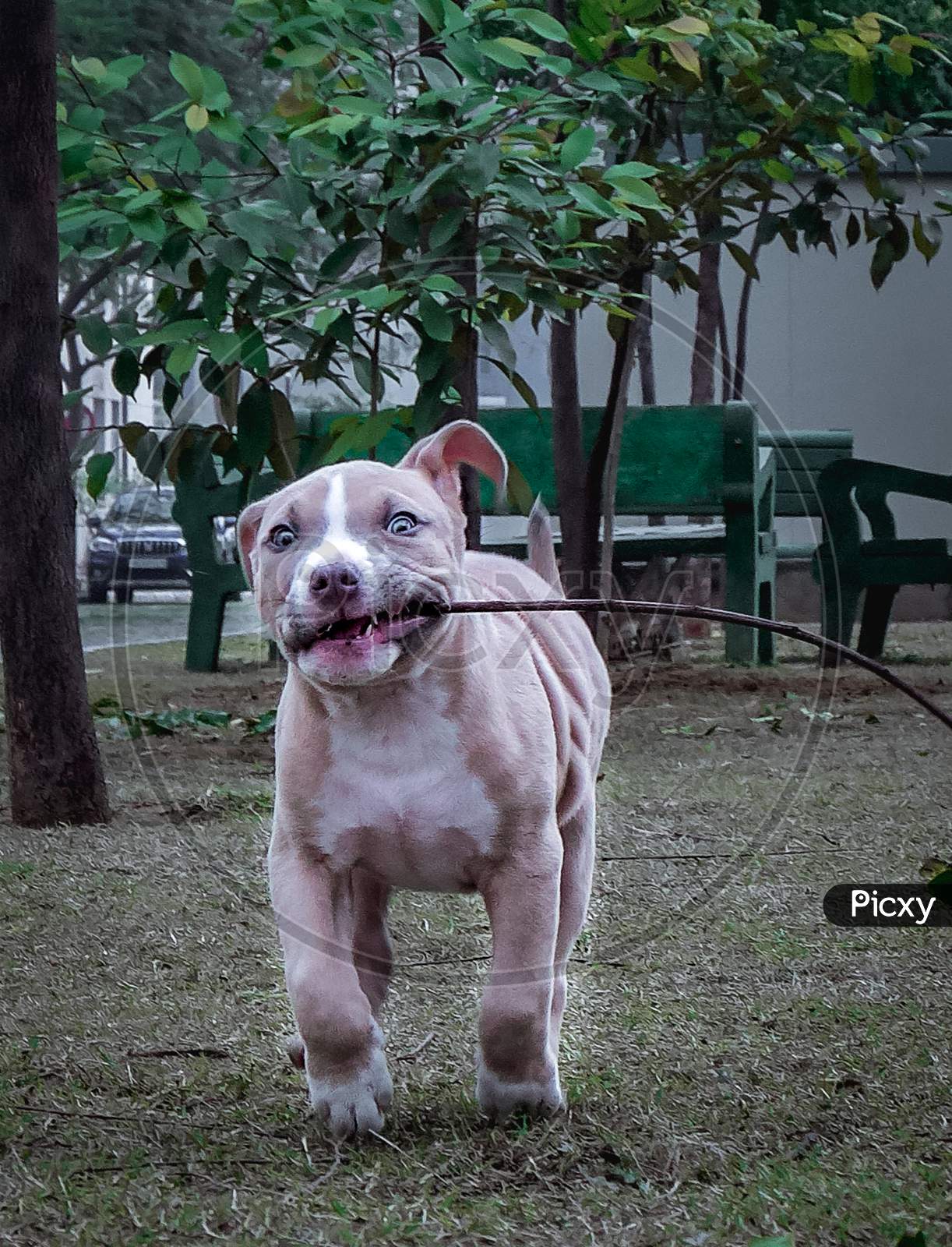American bully puppy running with toy