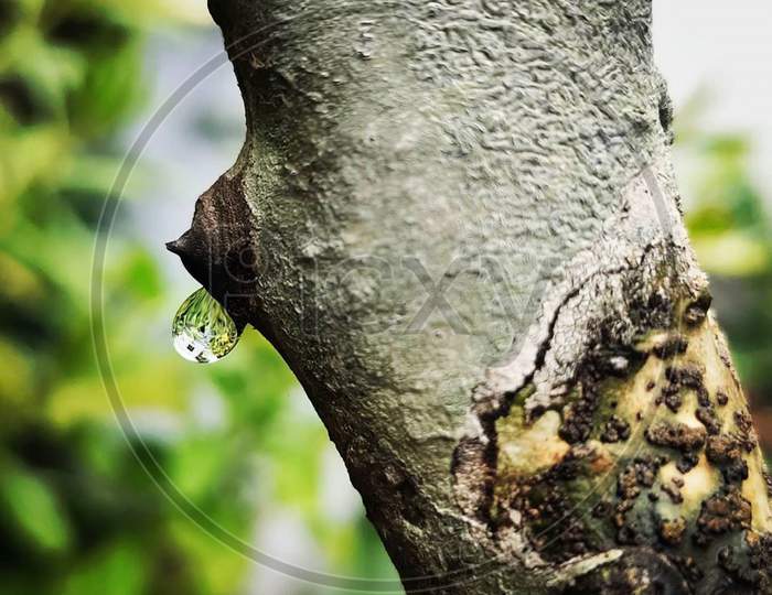 waterdrop on a tree