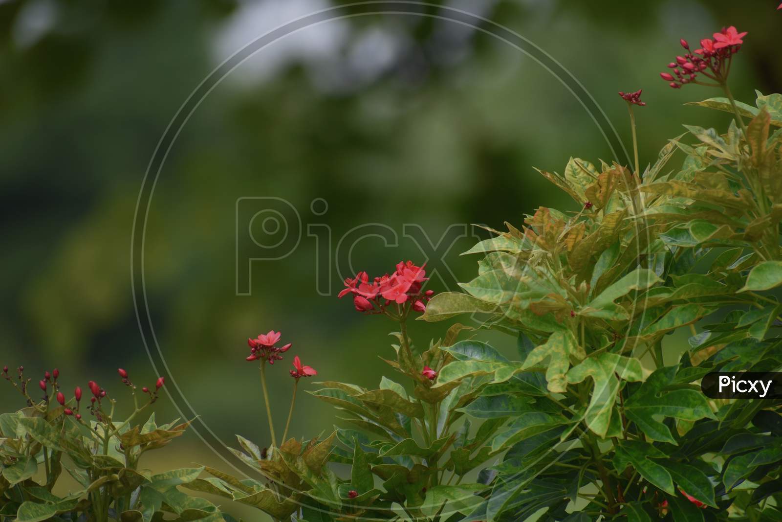 Fresh green garden and small red flowers