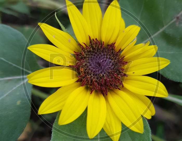 Yellow sun flower with closeup photography