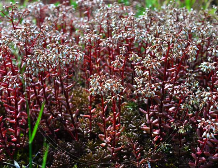 Miniature rare Crassulaceae plants red sedum