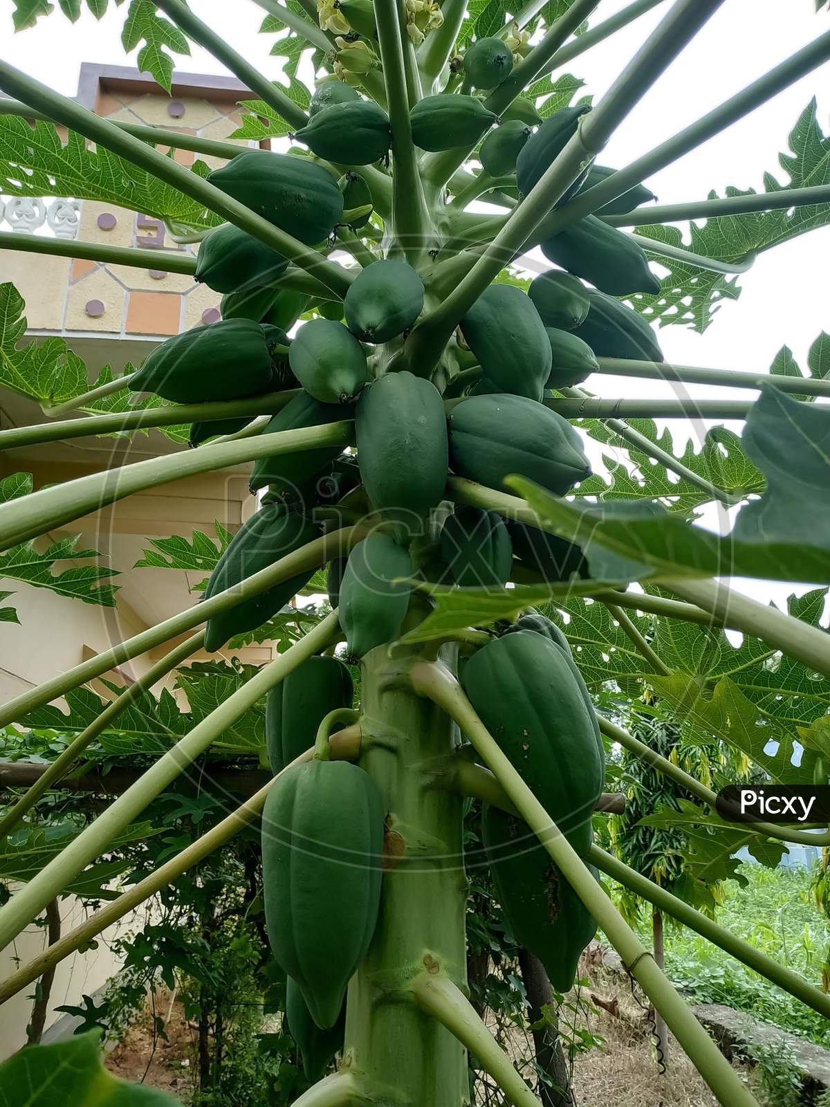 Organic Green Papaya and leafs on The Tree in Garden, Plant or Fruit from India.