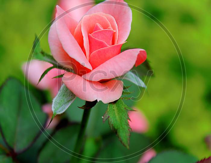 rose symbol of love