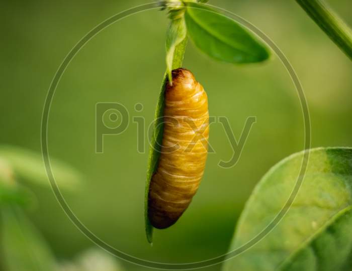 Pupa Butterfly - Big Brown Butterfly Pupa Hanging On The Edge Of The Green Leaf In Forest Isolated On Green Background. Pupae Is A Stage Between Caterpillars And Butterflies.
