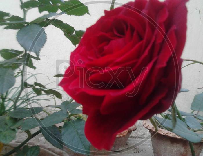 Red Rose in home gardening