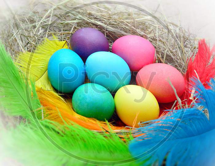 Seven chicken easter eggs rainbow colors with feathers