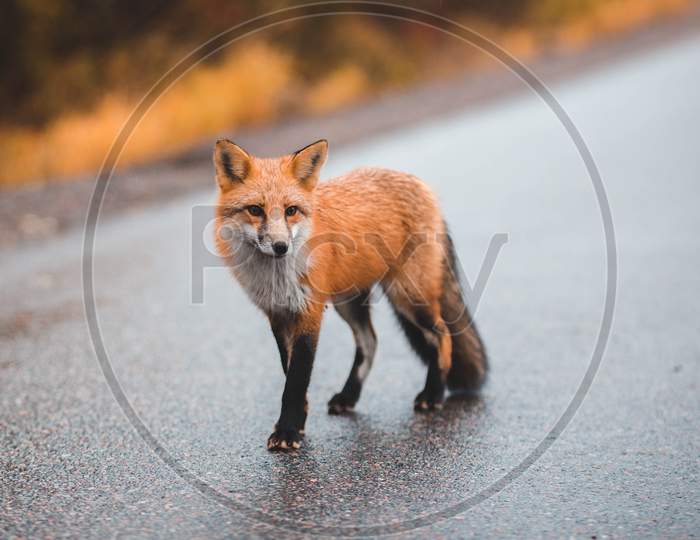 fox at night