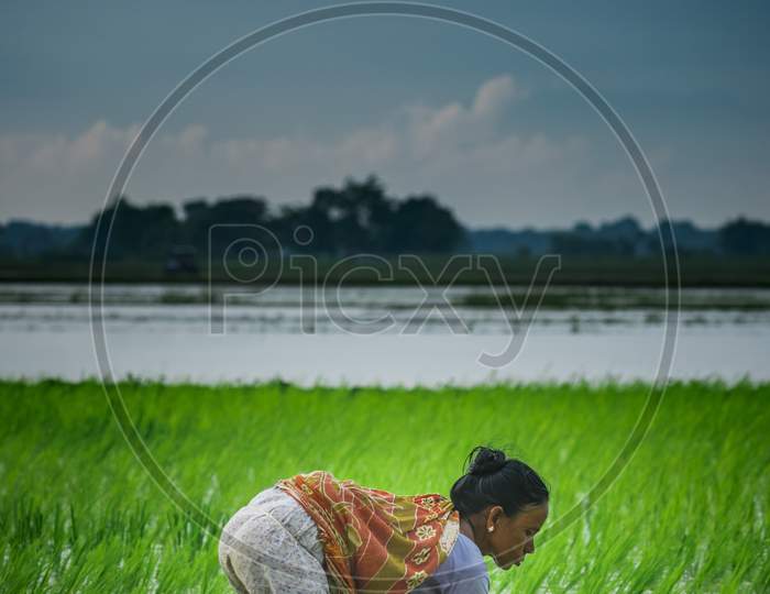 Monsoon Agriculture