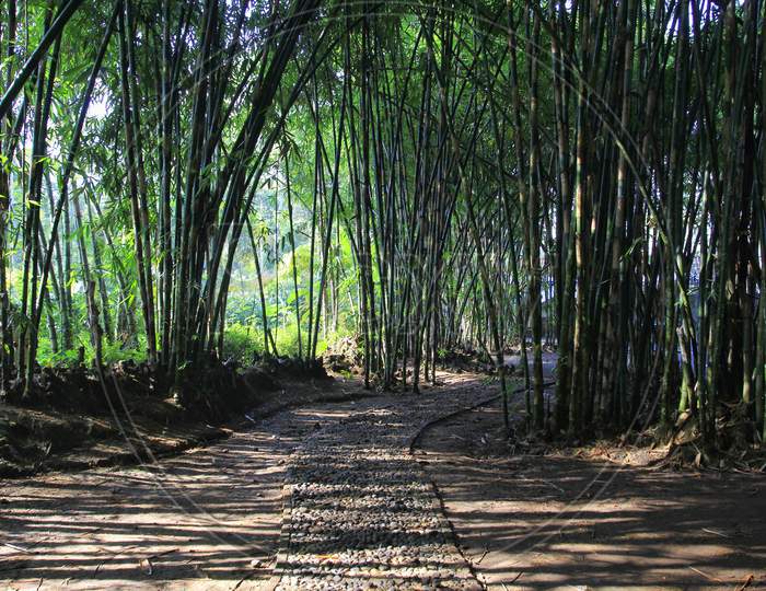 Forest of bamboo trees