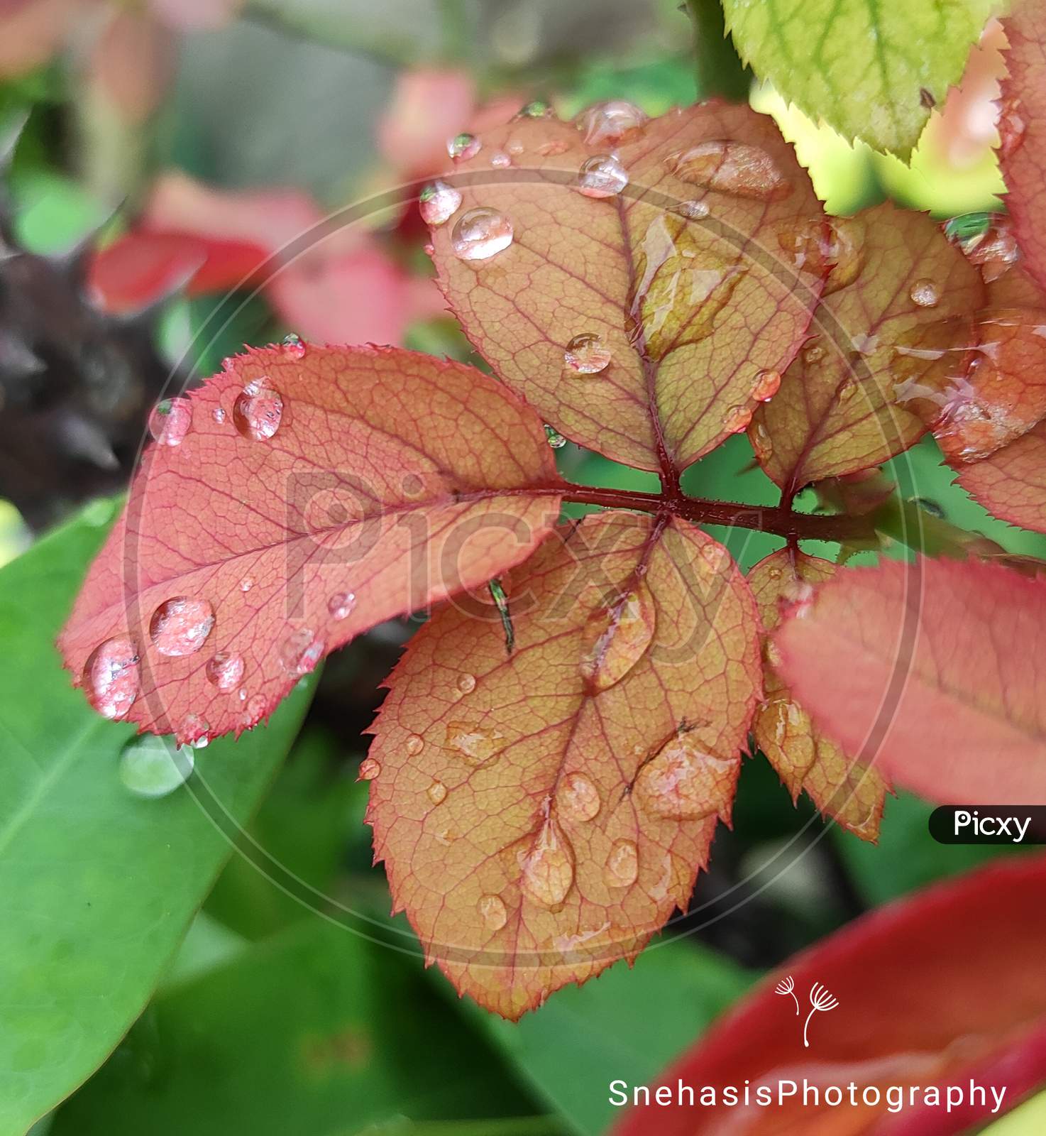 Water drop on leaf plant macro