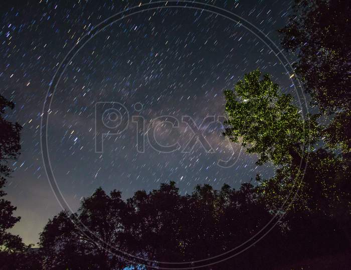 fireflies tree under millions of stars