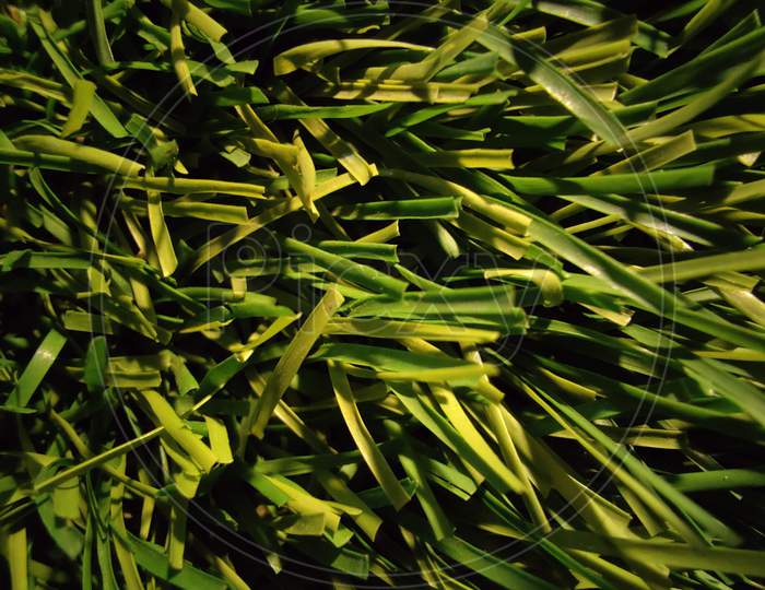 Grass Close-Up