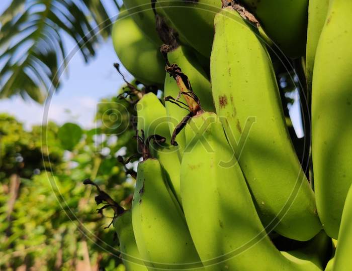 Banana , macro photo