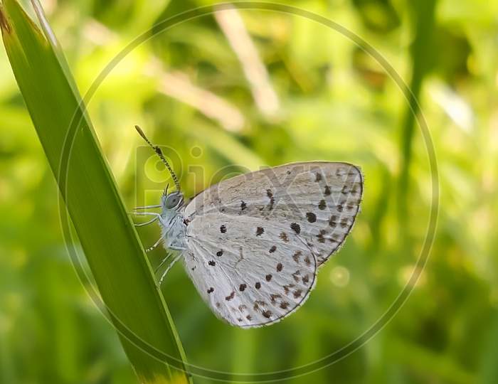 Butterfly on weeds