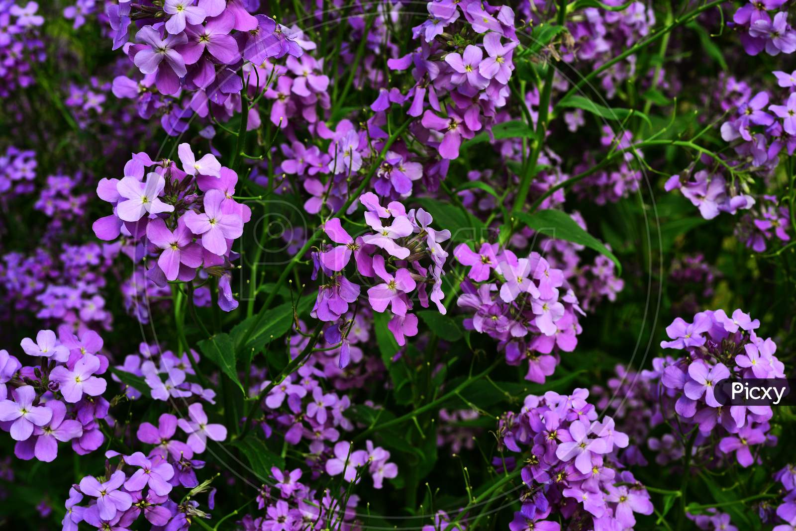 Violet and purple  wallflowers