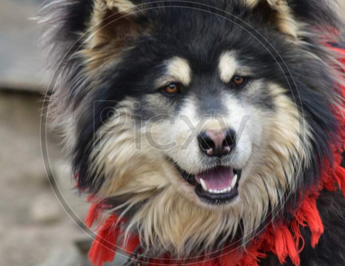Tibetan dog