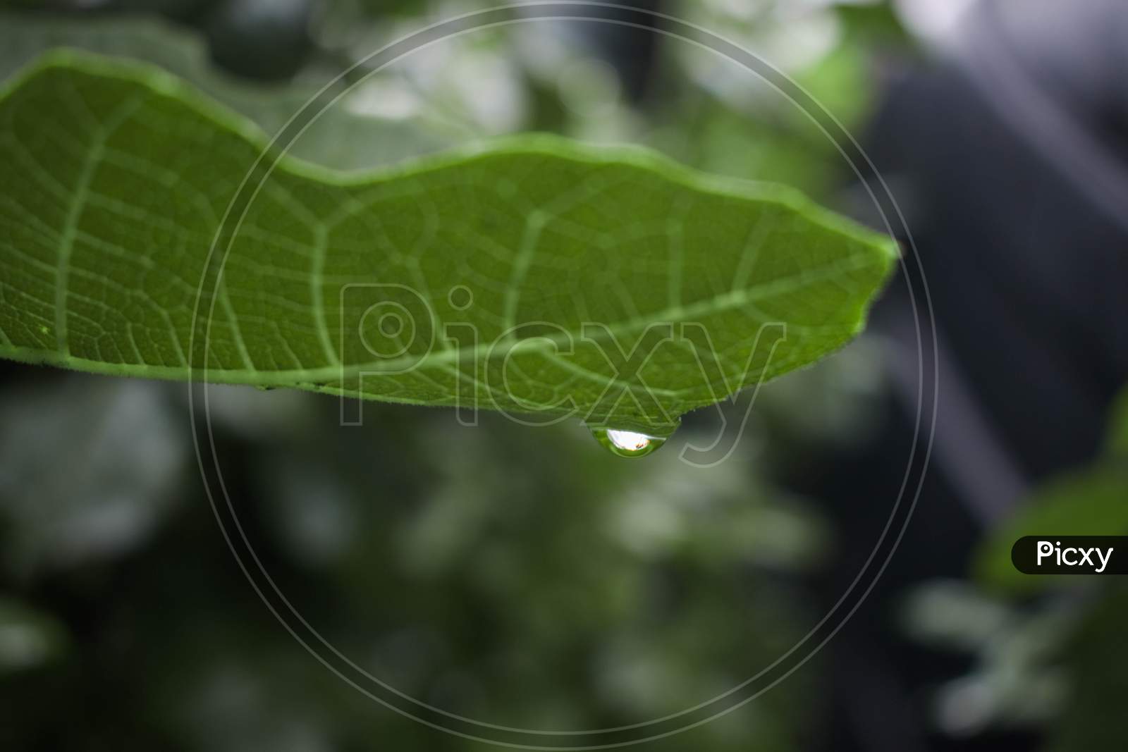 Close-up of a leaf and a water drop
