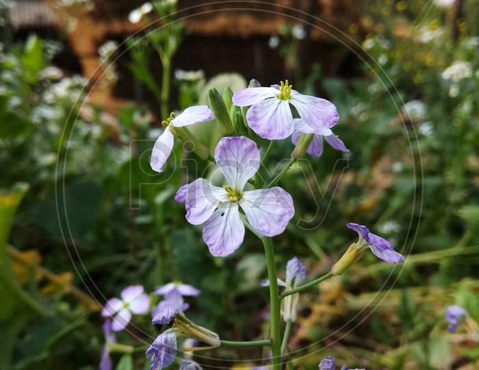 Purple coloured radish flower. Thats are petite blooms consisting of four petals forming the shape of a Greek cross attached to four yellow stamens and a thin green stem