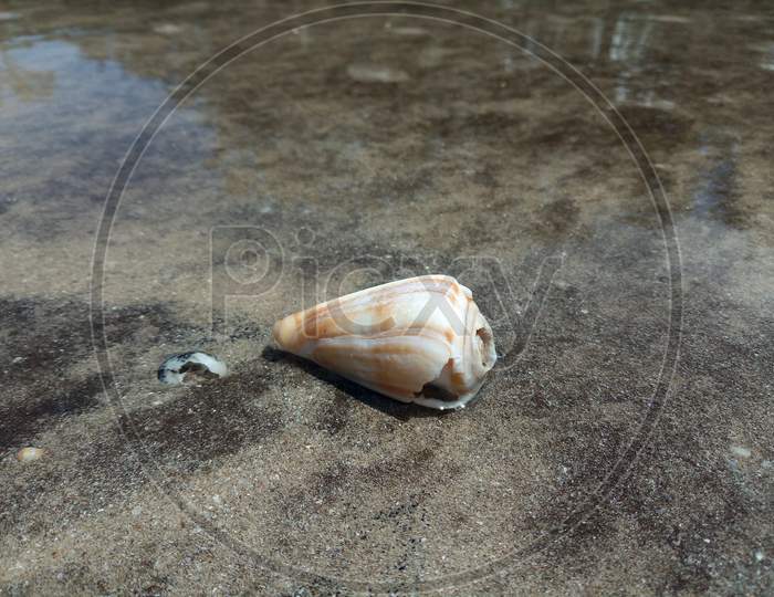 shell on sand
