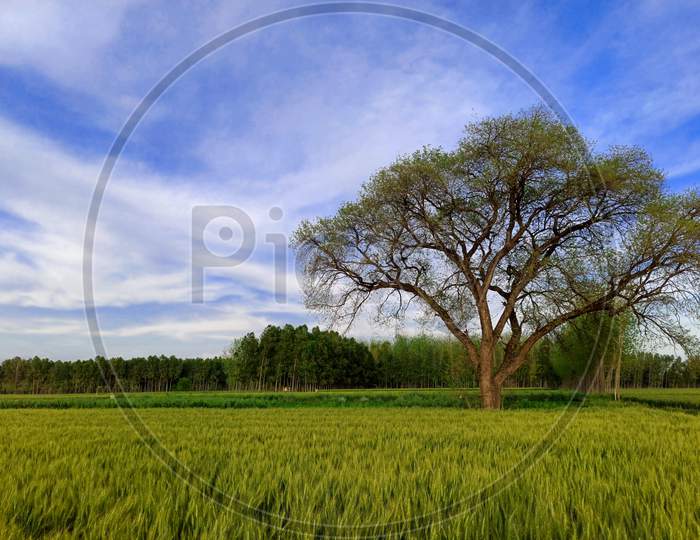 Tree between fields of green wheat!