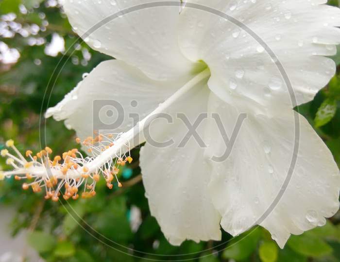 White hibiscus morning glory macro photography